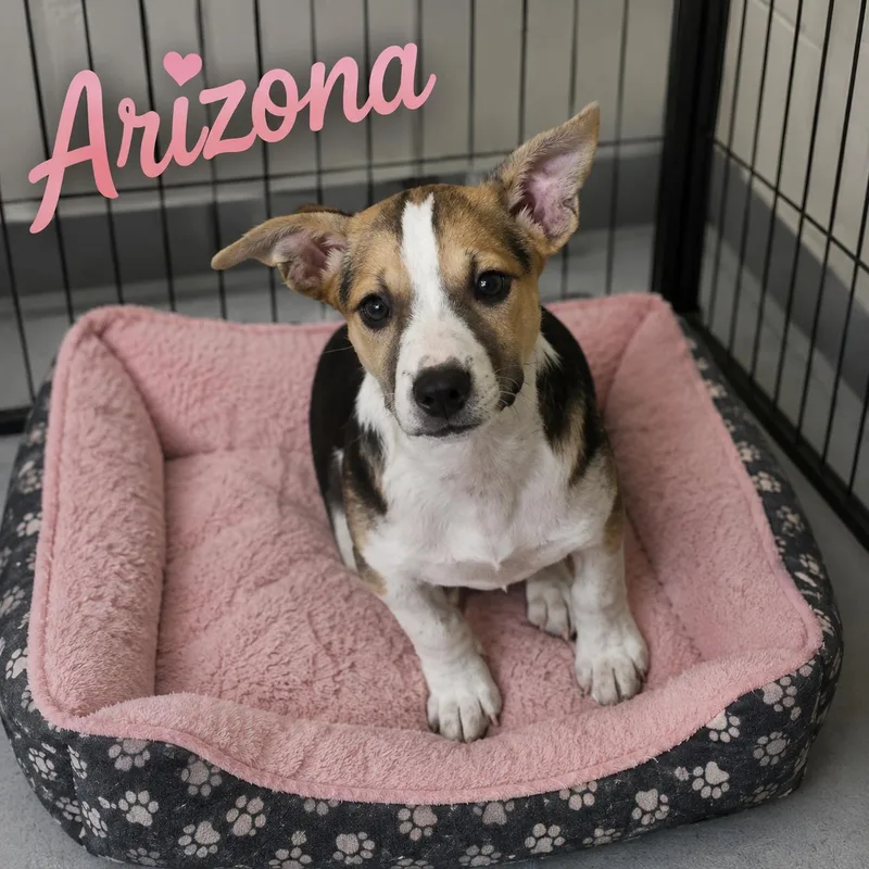 A baby medium-sized female Tricolor (Brown, Black, & White) Carolina Dog dog named Arizona for adoption in Momence, IL