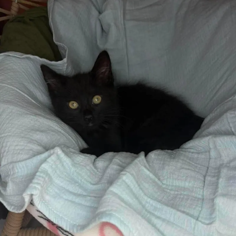 A baby small-sized female Black Domestic Short Hair cat named Eva for adoption in Lexington, KY