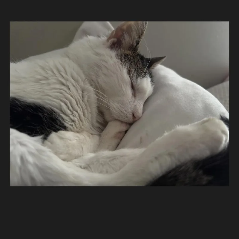 Gladiator thumbnail 2