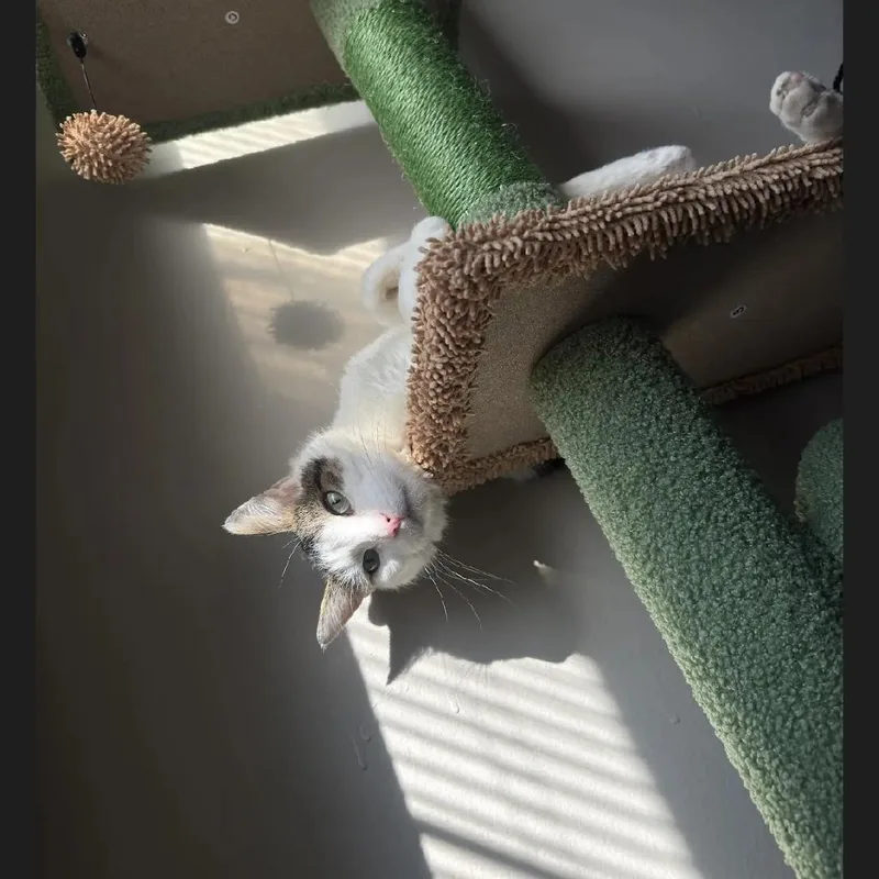 Gladiator thumbnail 3