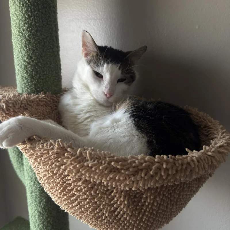 Gladiator thumbnail 4