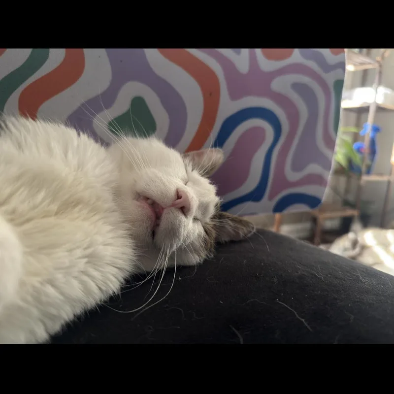 Gladiator thumbnail 5