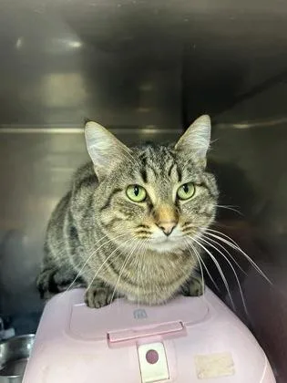 An adult medium-sized male Tabby (Brown / Chocolate) Domestic Short Hair cat named Tony for adoption in Lafayette, IN