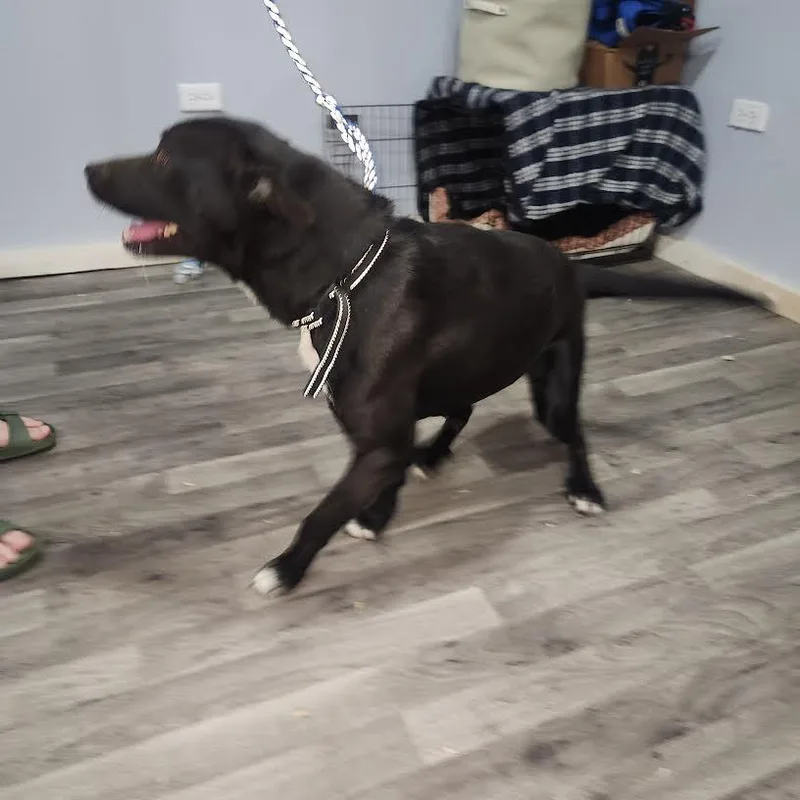 A young medium-sized female Black Labrador Retriever dog named Angel for adoption in Marshall, AR