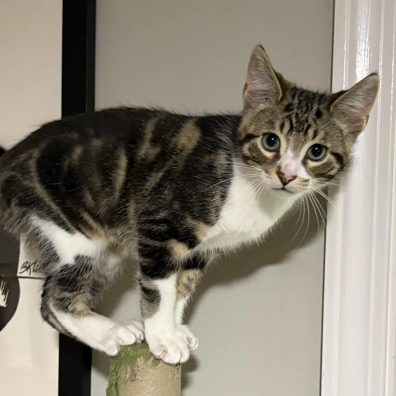 A baby medium-sized male Calico Domestic Short Hair cat named Syrup for adoption in Royal Oak, MI