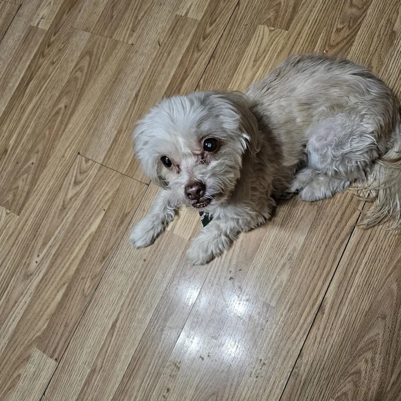 Petu  Local Gentleman thumbnail 4