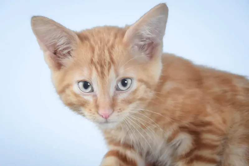 A baby small-sized male Domestic Short Hair cat named Eeyore for adoption in Loveland, CO