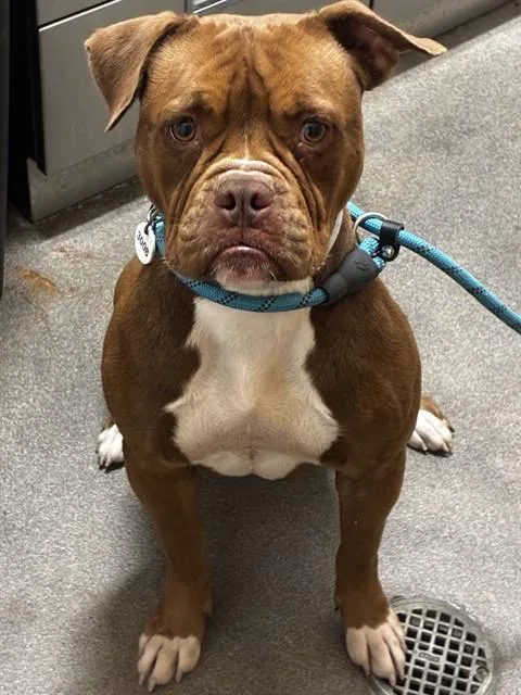 A young medium-sized female Pit Bull Terrier dog named Nyx for adoption in Upper Marlboro, MD