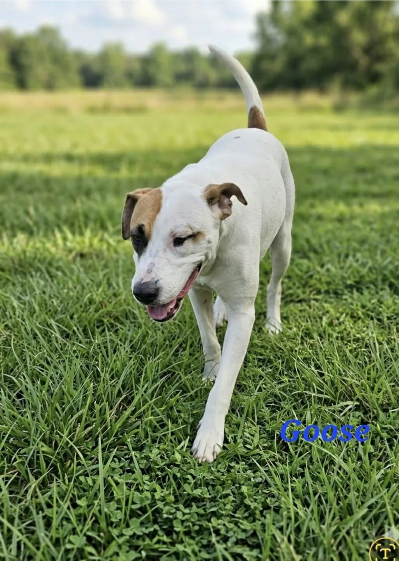 An adult medium-sized male Yellow / Tan / Blond / Fawn Foxhound dog named Goose for adoption in Wantagh, NY