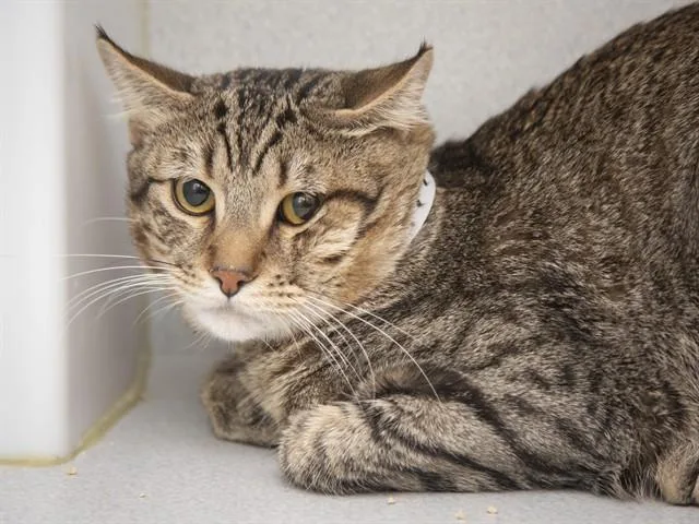 A young small-sized male Domestic Short Hair cat named Shyboy for adoption in Phoenix, AZ