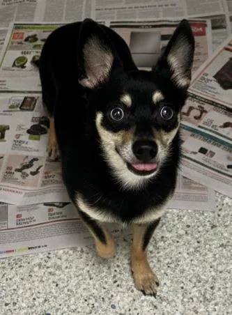 Dumpling thumbnail 2