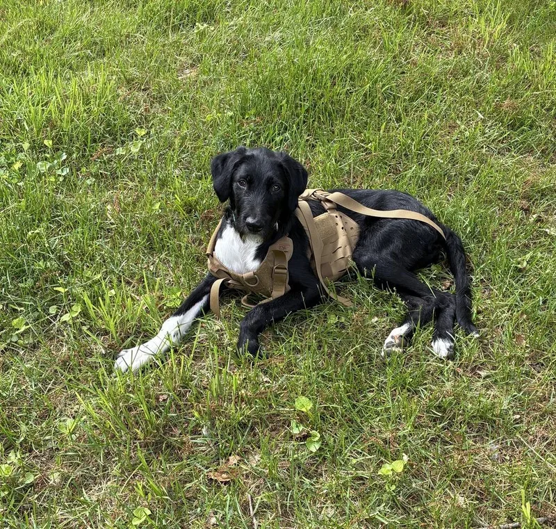 Totally Terrific Thumper