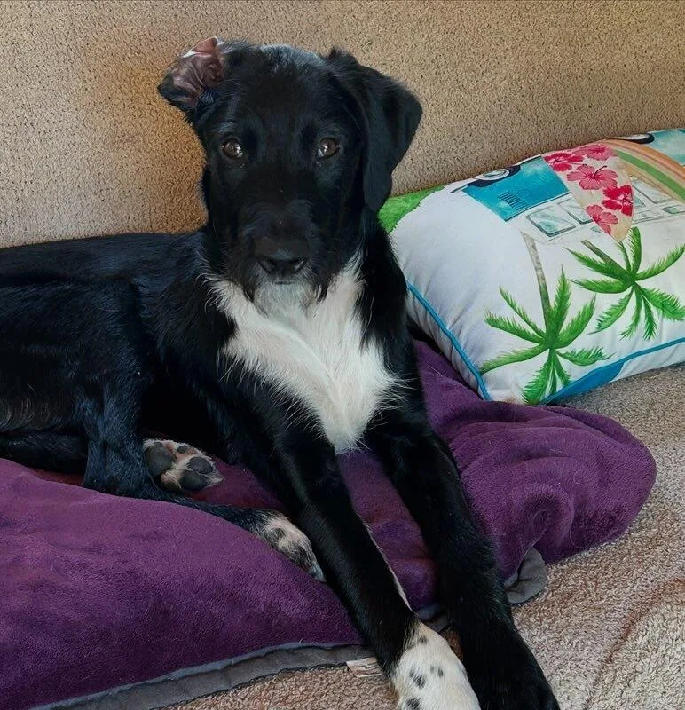 Totally Terrific Thumper thumbnail 2