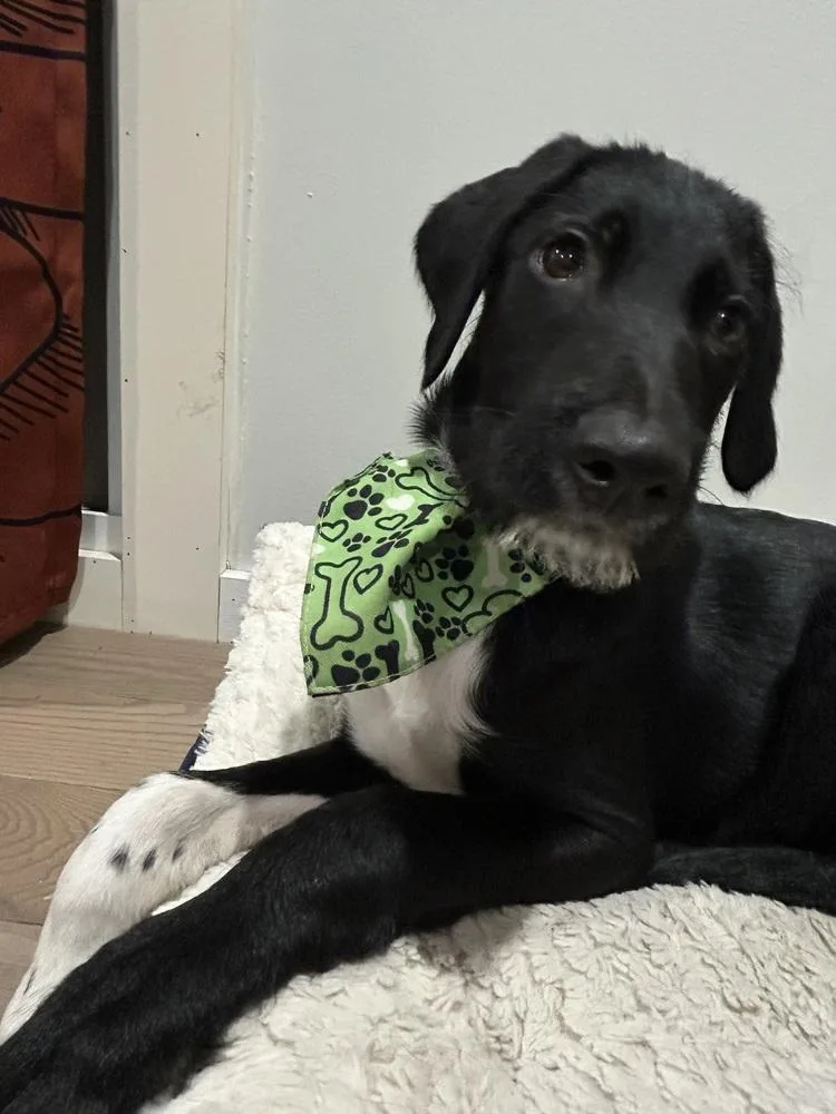 Totally Terrific Thumper thumbnail 3