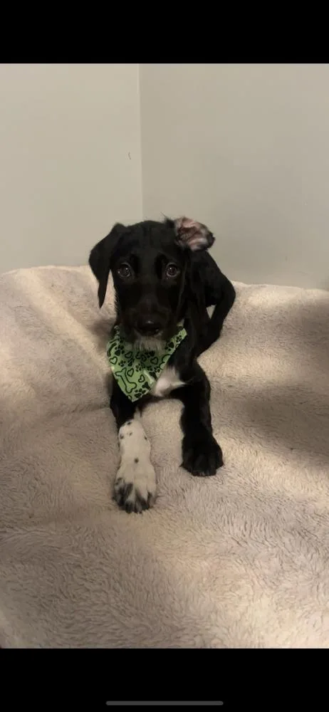 Totally Terrific Thumper thumbnail 4