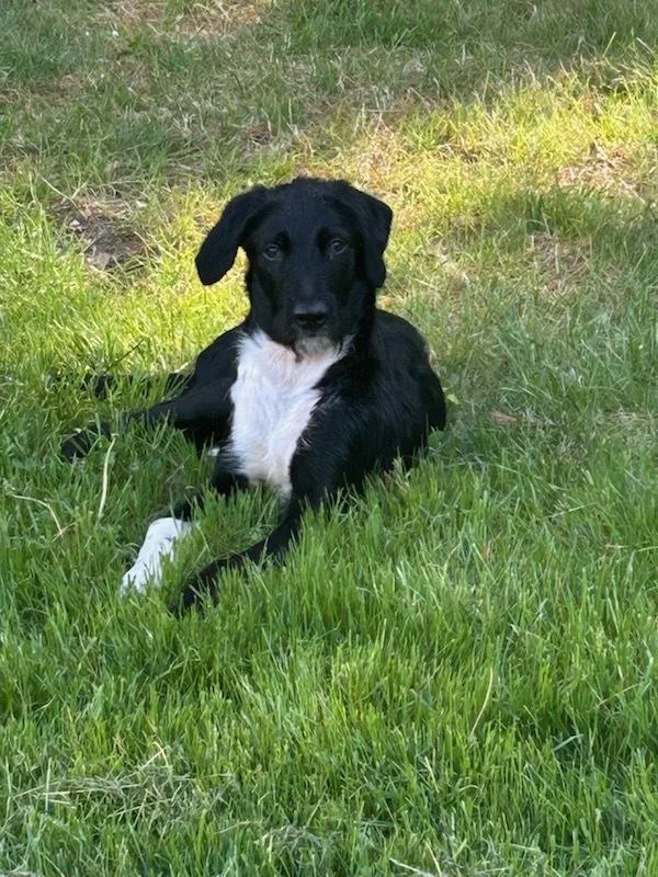 Totally Terrific Thumper thumbnail 5