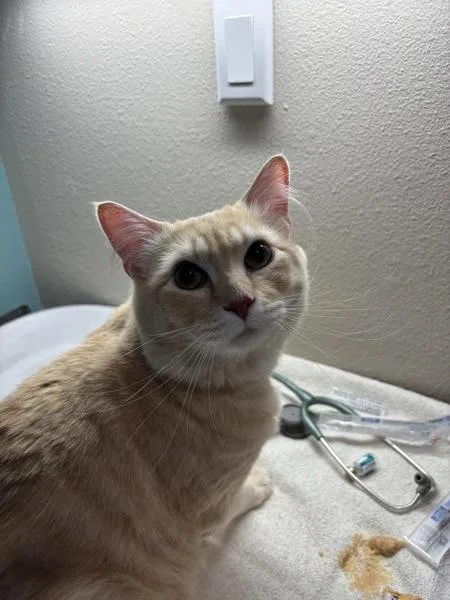 An adult small-sized male Domestic Medium Hair cat named Freddie for adoption in Sherwood, OR