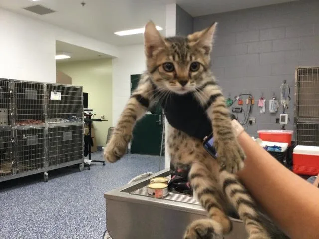 A baby small-sized male Domestic Short Hair cat named Mike for adoption in Thousand Palms, CA