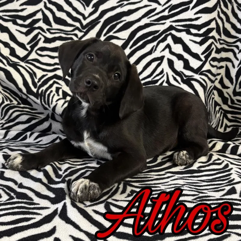 A baby medium-sized male Pit Bull Terrier dog named Athos for adoption in Hillsboro, OH