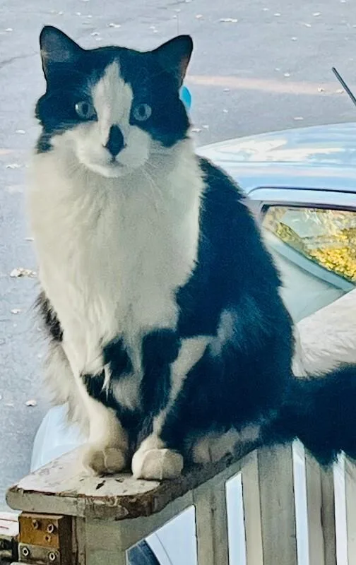 An adult medium-sized male Black Domestic Medium Hair cat named Oreo for adoption in Fruit Heights, UT
