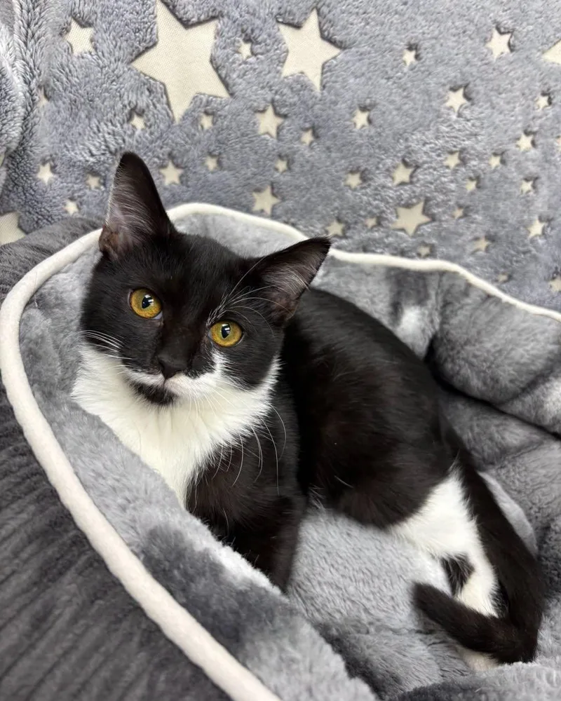 A young medium-sized female Domestic Short Hair cat named Ivy for adoption in White Oak, PA