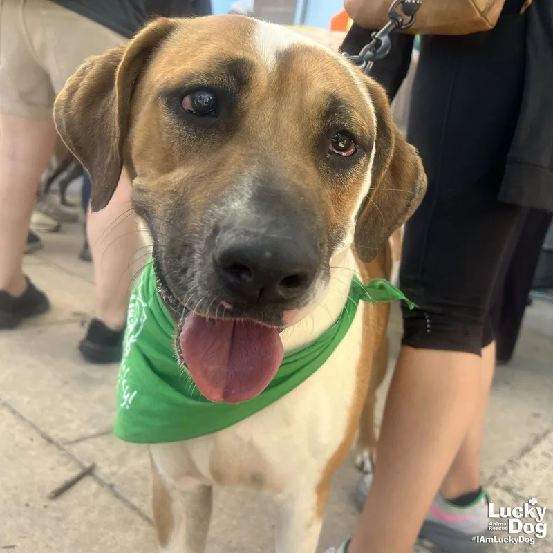 A young large-sized male Hound dog named Duke for adoption in Washington, DC