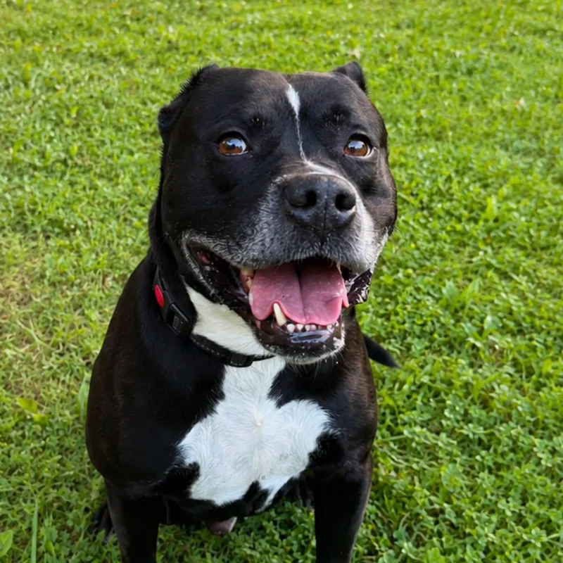 An adult medium-sized male Mixed Breed dog named Turner for adoption in Warren, OH