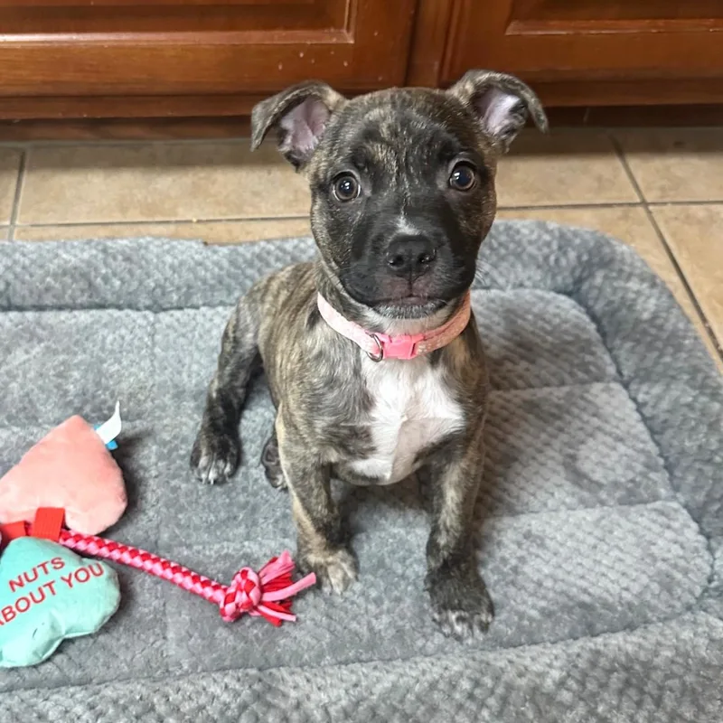 Cordelia thumbnail 2