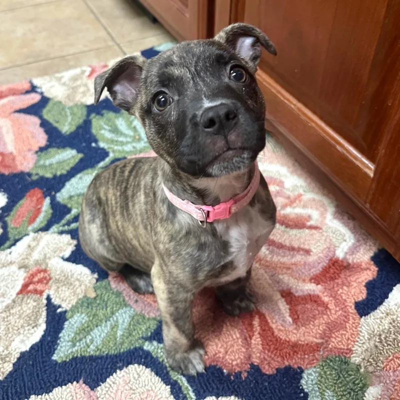 Cordelia thumbnail 5