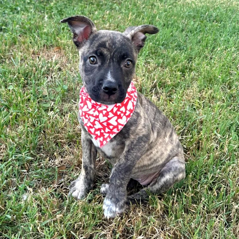 Cordelia thumbnail 6