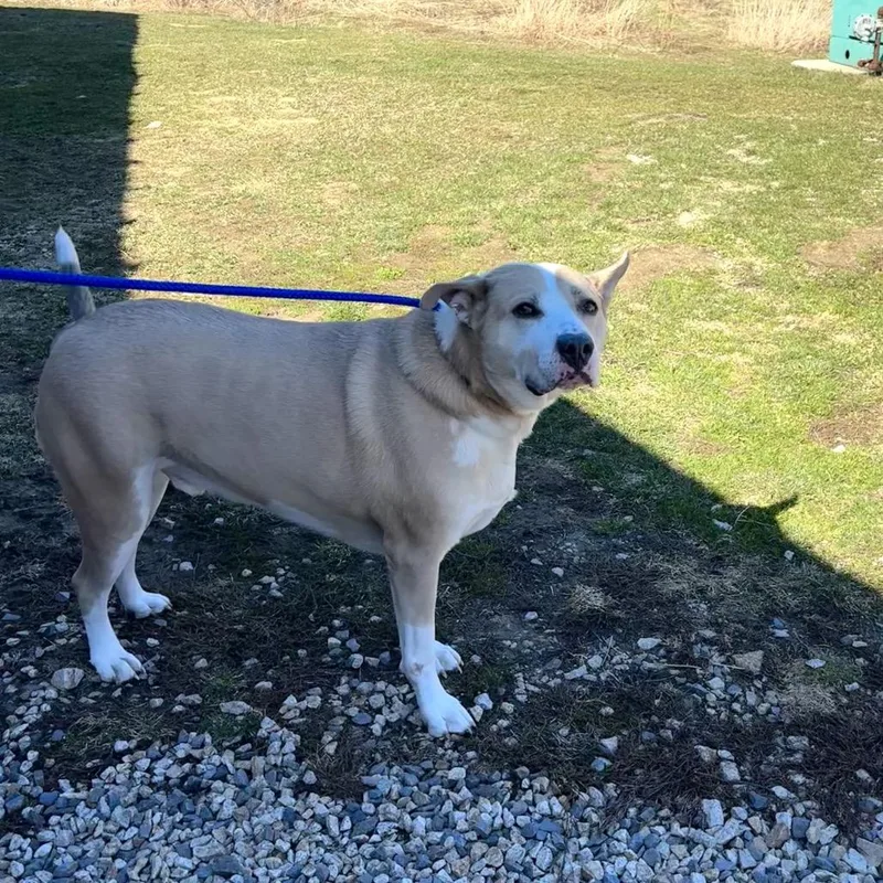 A senior extra large-sized male White / Cream Mixed Breed dog named Lee for adoption in Dover, NH