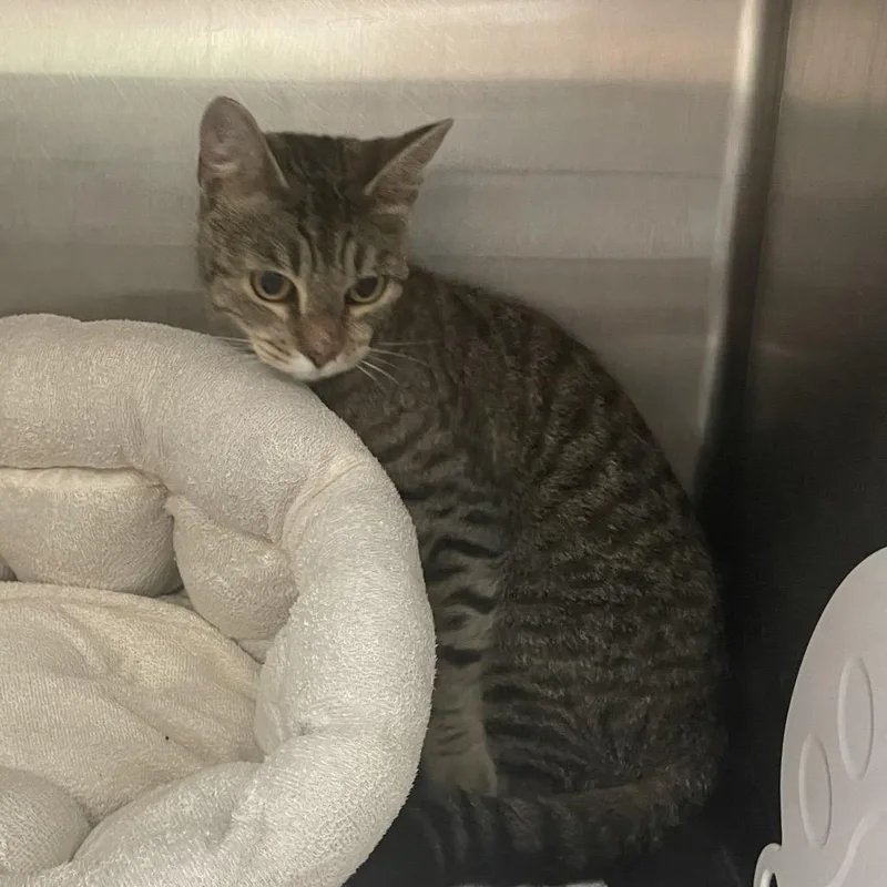 A young medium-sized female Brown / Chocolate Domestic Short Hair cat named Burgetta for adoption in Port Charlotte, FL