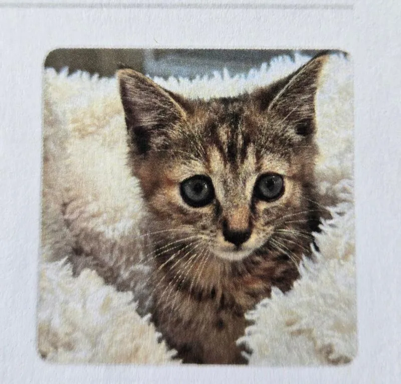 A young medium-sized female Tabby (Brown / Chocolate) Tabby cat named Camila for adoption in MOUNT AIRY, NC