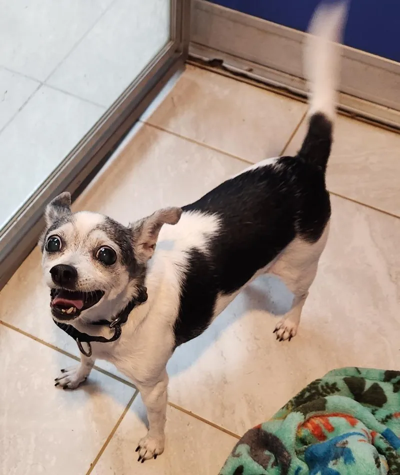 A senior small-sized female Chihuahua dog named Lily Lou for adoption in Walnutport, PA