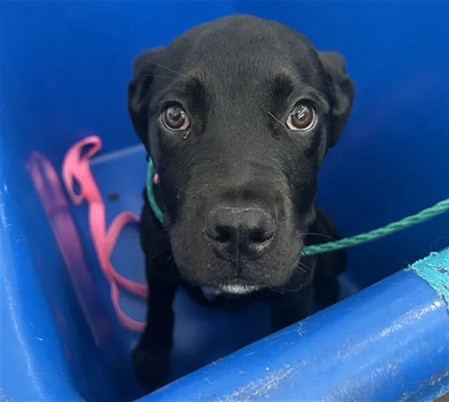 A baby large-sized female Mixed Breed dog named Della for adoption in Dallas, TX