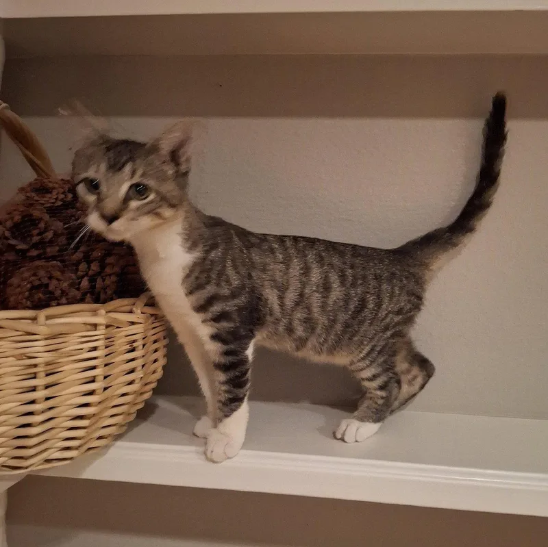 A young medium-sized male Tabby cat named QBall thespeedster for adoption in Houston, TX