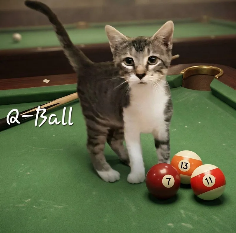 QBall thespeedster thumbnail 2
