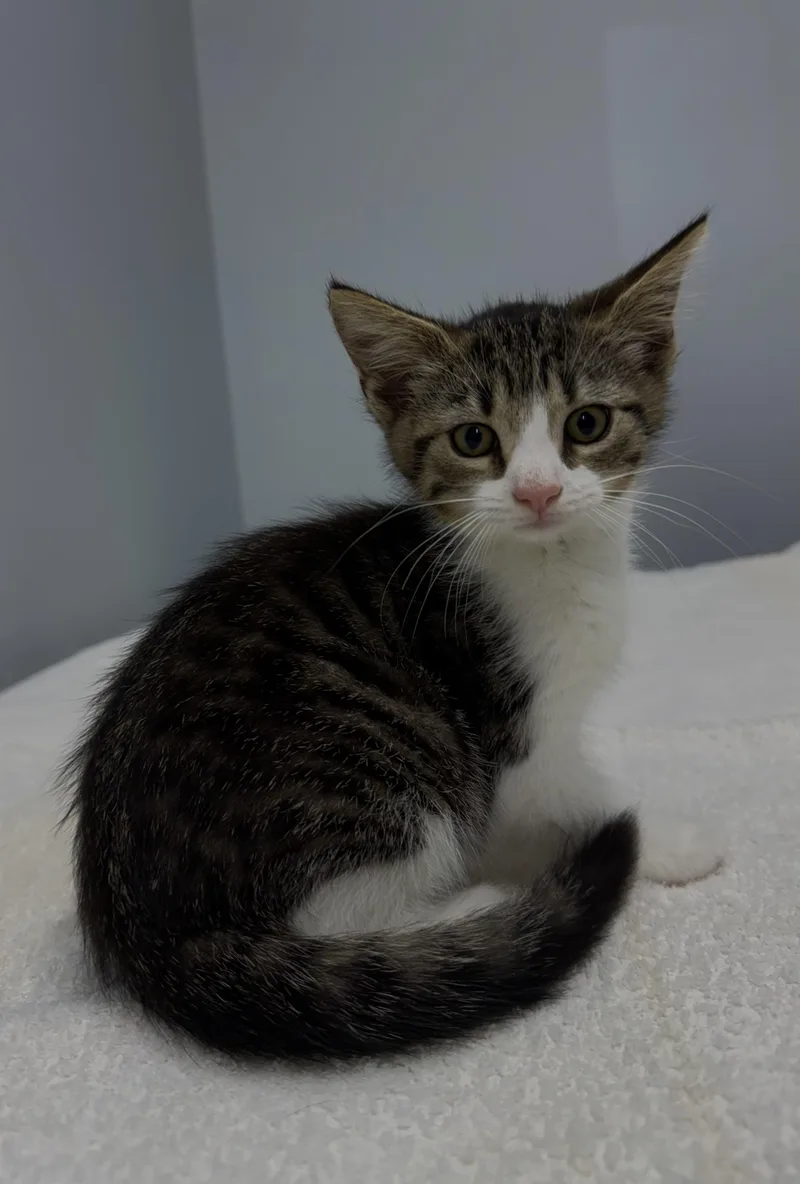 A baby medium-sized female Tabby (Gray / Blue / Silver) Domestic Short Hair cat named Sarsi for adoption in Mount Vernon, OH
