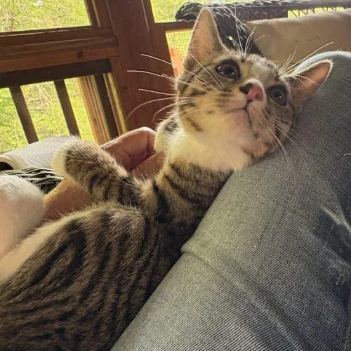 A baby small-sized female Brown / Chocolate Tabby cat named Stitch for adoption in Knoxville, TN