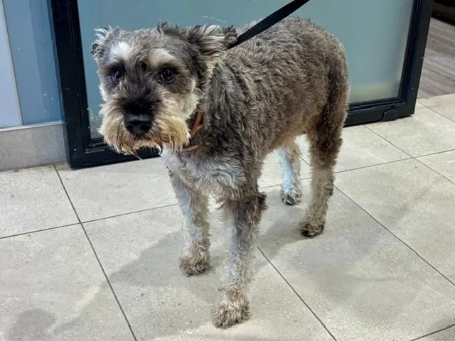 An adult small-sized male Schnauzer dog named Lucas for adoption in Garland, TX