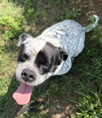 An adult medium-sized male Pit Bull Terrier dog named Frank for adoption in Carrollton, GA