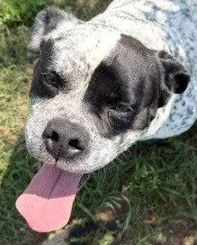Frank thumbnail 2
