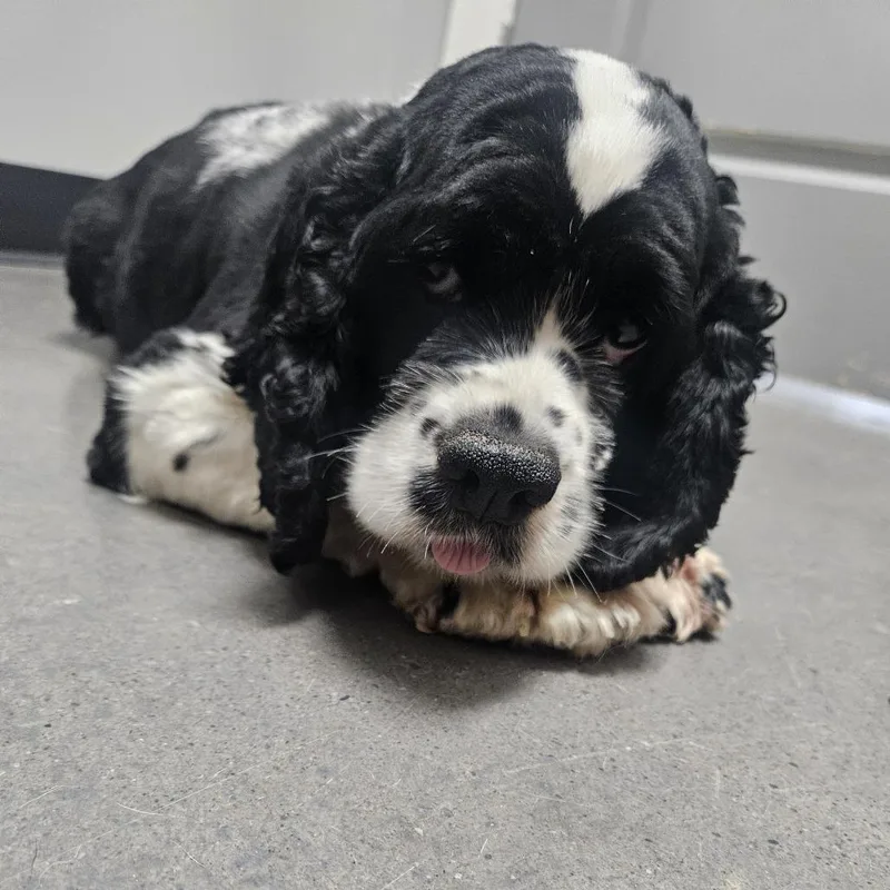 An adult small-sized female Black Cocker Spaniel dog named Brigitte for adoption in Normal, IL