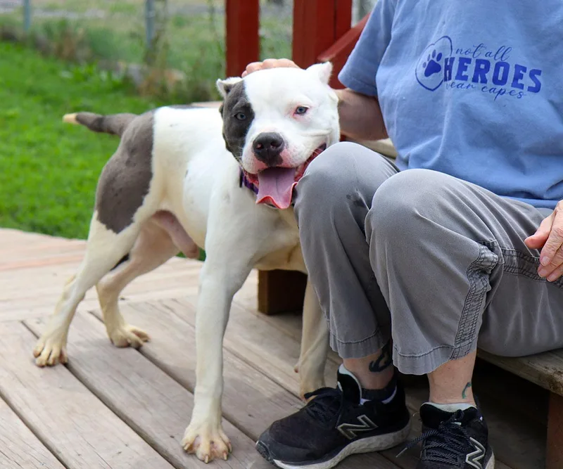 A young medium-sized male White / Cream American Bulldog dog named Pokey for adoption in Kansas City, KS