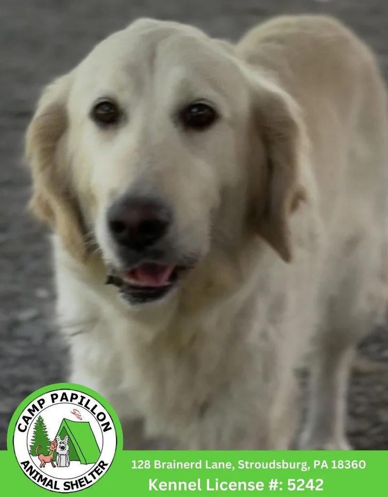 An adult medium-sized female Golden Retriever dog named Izzy for adoption in Stroudsburg, PA