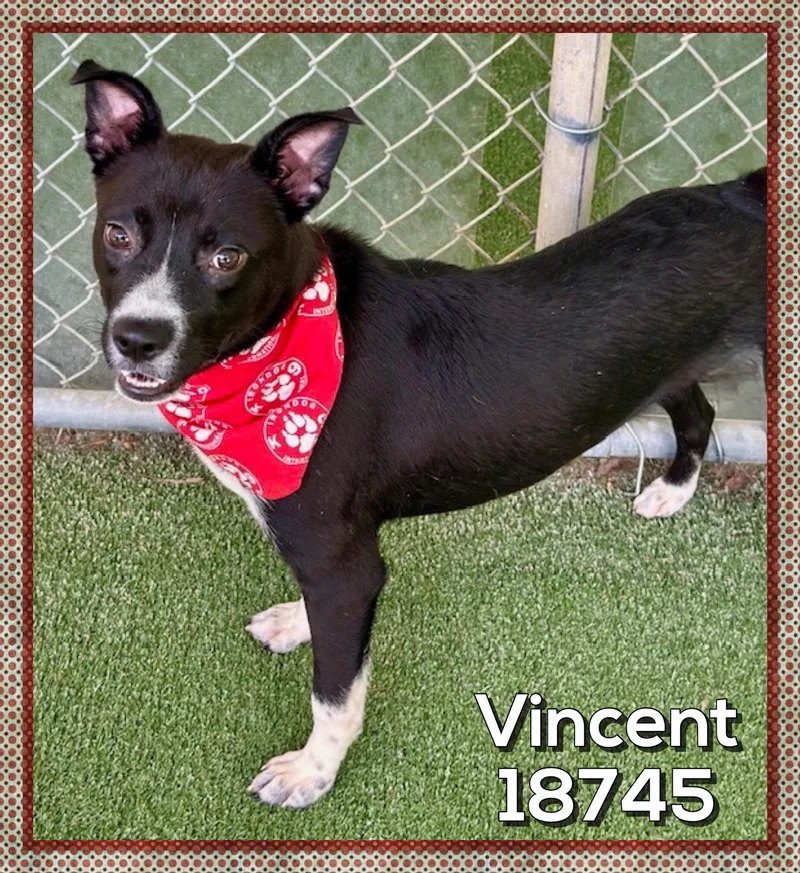A young medium-sized male Black Labrador Retriever dog named Vincent for adoption in Marietta, GA