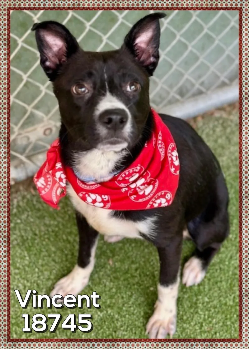 Vincent thumbnail 2