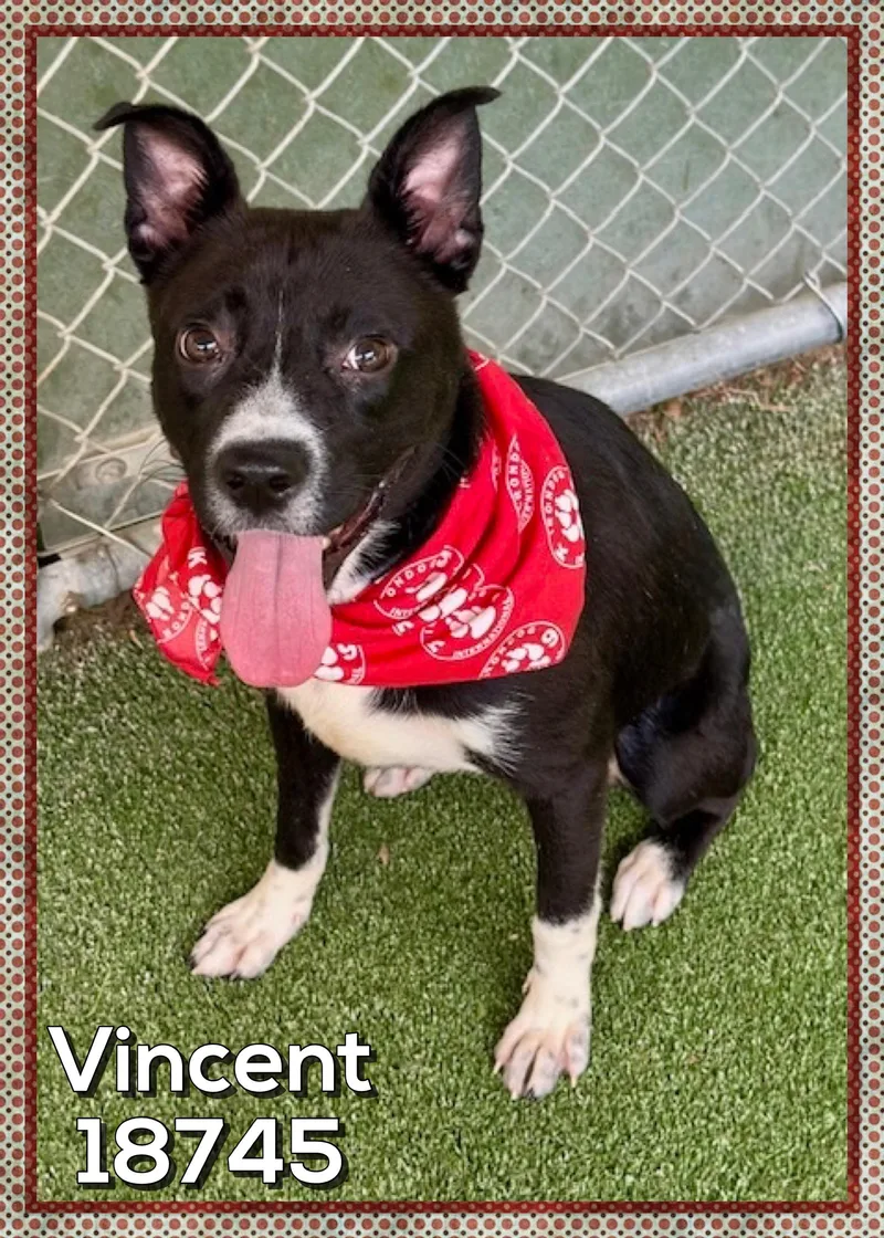 Vincent thumbnail 3