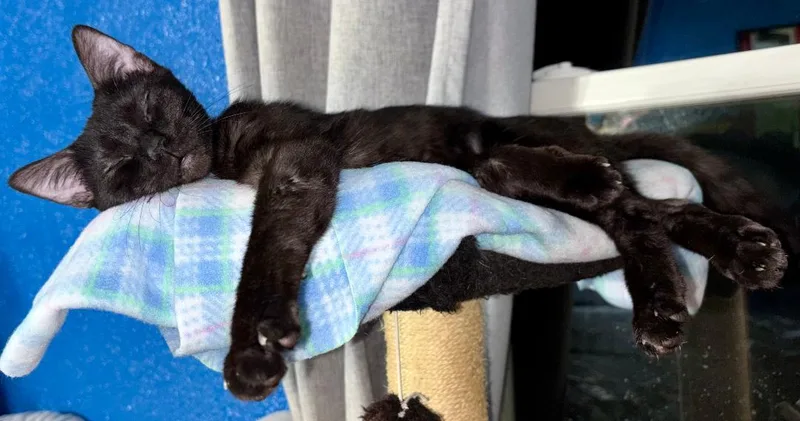 Bobby Mcgee thumbnail 4