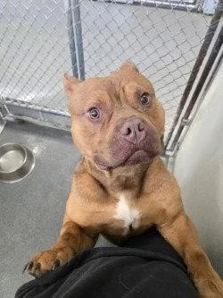 An adult large-sized male American Bulldog dog named Da Big Mac for adoption in Glen Allen, VA